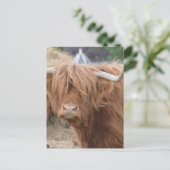 Highland Cow Postkarte (Stehend Vorderseite)
