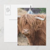 Highland Cow Postkarte (Vorne/Hinten)