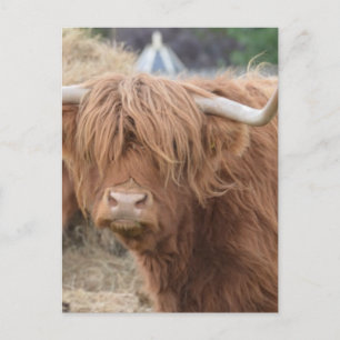 Highland Cow Postkarte