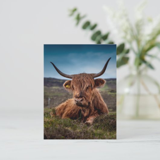 Highland Cow Postkarte (Stehend Vorderseite)