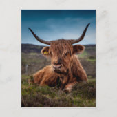 Highland Cow Postkarte (Vorderseite)