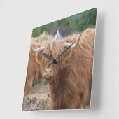 Highland Cow Quadratische Wanduhr (Winkel)