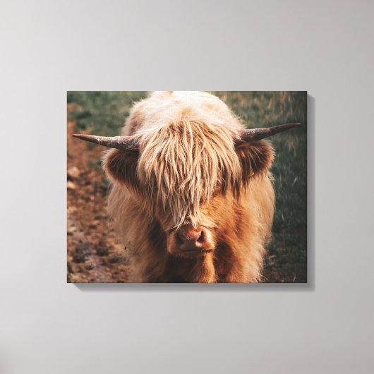 Highland Cow Schottland Leinwanddruck (Vorderseite)