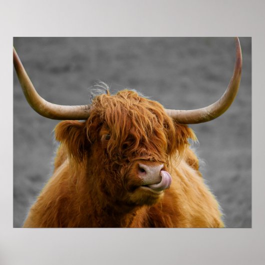 Highland Cow Schottland Rustikal Schwarz-weiß Poster (Vorne)