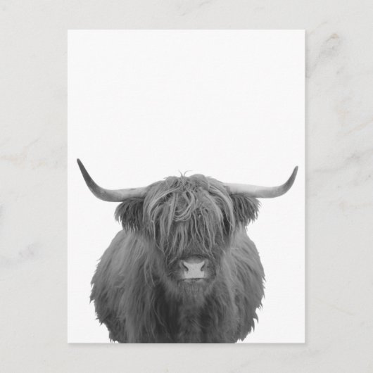Highland Cow Schottland Rustikal Schwarz-weiß Postkarte (Vorderseite)