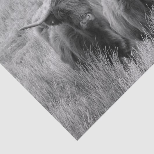 Highland Cow Schottland Rustikales Schwarz-weißes Seidenpapier (Ausschnitt)