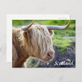 Highland Cow Scotland Postcard Postkarte (Vorne/Hinten)