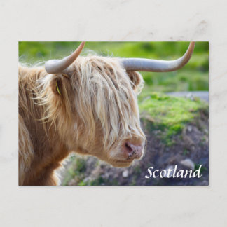 Highland Cow Scotland Postcard Postkarte