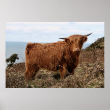 HIGHLAND COW, SCOTLAND