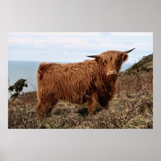 HIGHLAND COW, SCOTLAND POSTER (Vorne)