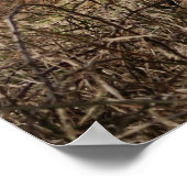 HIGHLAND COW, SCOTLAND POSTER (Ecke)