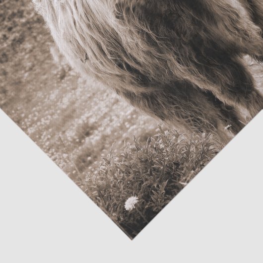 Highland Cow Scotland Rustic Brown Monoton Seidenpapier (Ausschnitt)