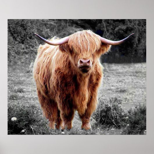 Highland Cow Scotland Rustic Poster Schwarz-weiß (Vorne)