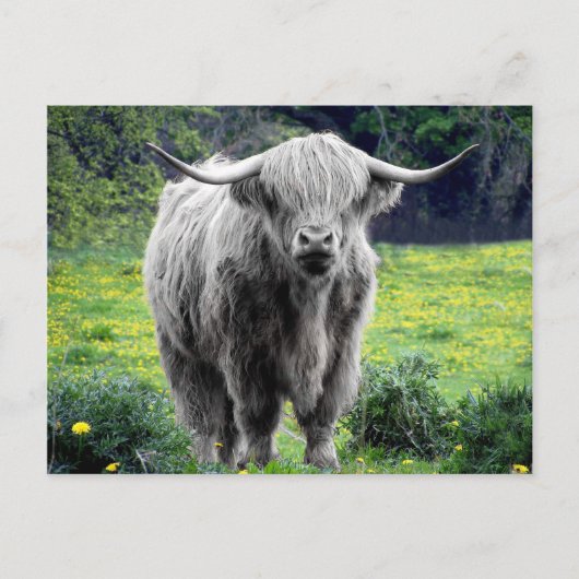 Highland Cow Scotland Rustic Postkarte (Vorderseite)