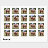 Highland Cow Sticker (Blatt)