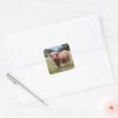 Highland Cow Sticker (Umschlag)