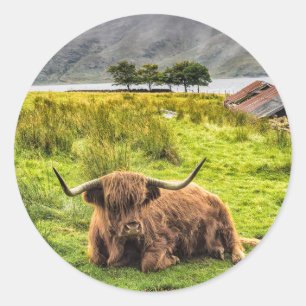 Highland Cow Sticker
