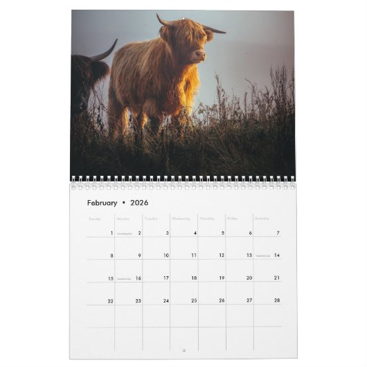 Highland Cows 2025 Calendar Kalender (Feb 2026)