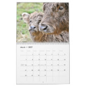 Highland Cows 2025 Calendar Kalender (Mär 2027)