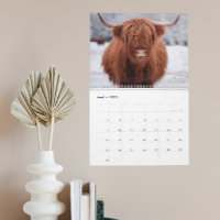 Highland Cows Farm Animal Schottland