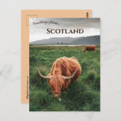 Highland Cows Isle of Mull Scotland Postkarte (Vorne/Hinten)