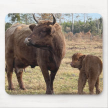 Highland Cows Mama und Baby Calf Turning Heads