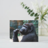 Highland Gorilla - Zähne pflücken Postkarte (Stehend Vorderseite)