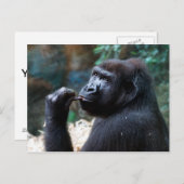 Highland Gorilla - Zähne pflücken Postkarte (Vorne/Hinten)
