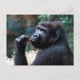 Highland Gorilla - Zähne pflücken Postkarte