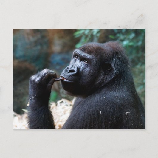 Highland Gorilla - Zähne pflücken Postkarte (Vorderseite)