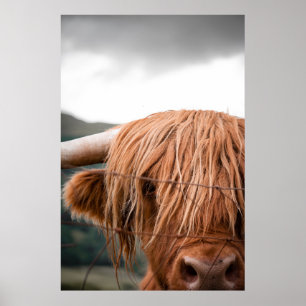 HIGHLAND KING POSTER