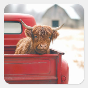 Highland-Kuh in einem roten Retro-Pickup-Truck Quadratischer Aufkleber
