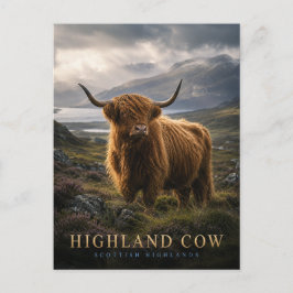 Highland-Kuh Schottische Highlands TIERE Postkarte