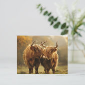 Highland Kühe in Liebe Postkarte (Stehend Vorderseite)