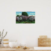Highland Park Lilacs in Bloom Poster (Küche)