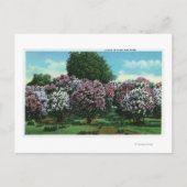Highland Park Lilacs in Bloom Postkarte (Vorderseite)