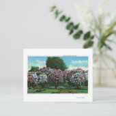 Highland Park Lilacs in Bloom Postkarte (Stehend Vorderseite)