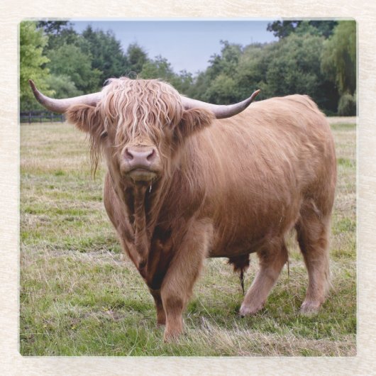 Highland-Rind Glasuntersetzer (Vorderseite)