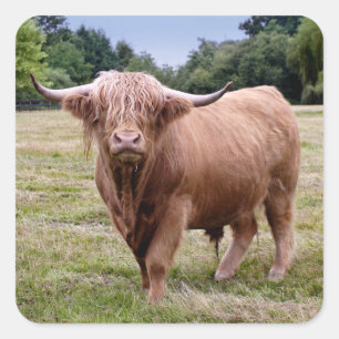 Highland-Rinder-Aufkleber Quadratischer Aufkleber