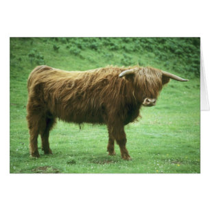 Highland-Steer, Insel Mull, Inner