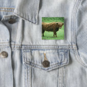Highland-Steer, Insel Mull, Inner Button (Beispiel)