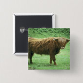 Highland-Steer, Insel Mull, Inner Button (Vorne & Hinten)