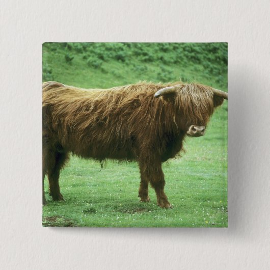 Highland-Steer, Insel Mull, Inner Button (Vorderseite)
