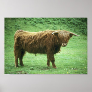 Highland-Steer, Insel Mull, Inner Poster