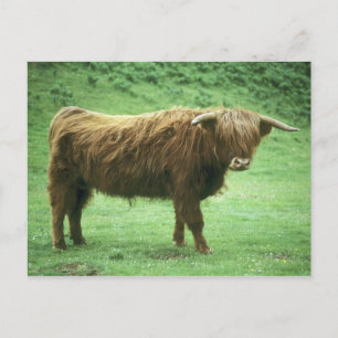 Highland-Steer, Insel Mull, Inner Postkarte