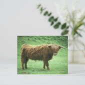 Highland-Steer, Insel Mull, Inner Postkarte (Stehend Vorderseite)