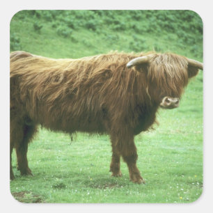 Highland-Steer, Insel Mull, Inner Quadratischer Aufkleber
