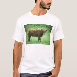 Highland-Steer, Insel Mull, Inner T-Shirt