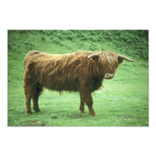 Highland Steer, Insel Mull, Innere Fotodruck (Vorne)