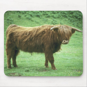 Highland Steer, Insel Mull, Innere Mousepad